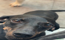 Mixed Breed dogs for sale: Beautiful Baby boy Daug puppy’s-  - Image 14