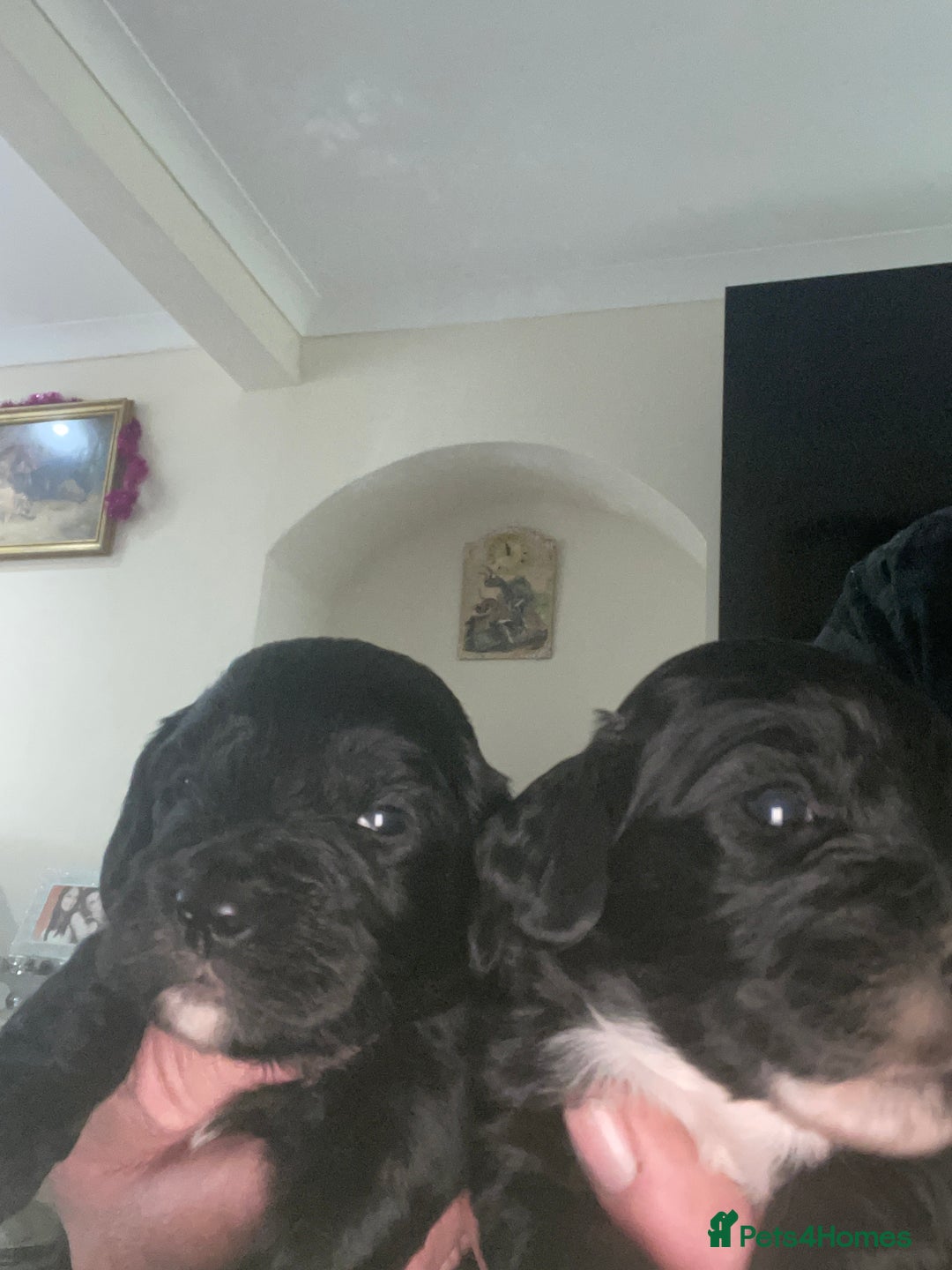 Cockapoo dogs for sale: Cockapoo health tested KC parents  - Advert 3