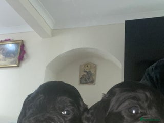 Cockapoo dogs Cockapoo health tested KC parents - Advert 8