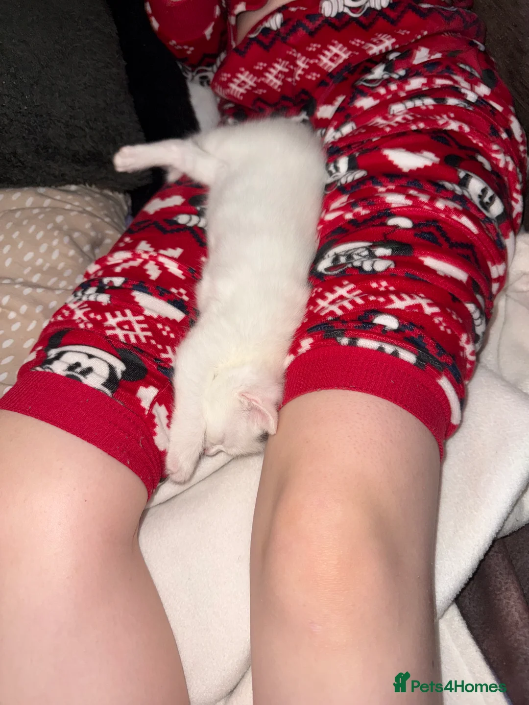 British Shorthair cats for sale: Female kitten  - Advert 5