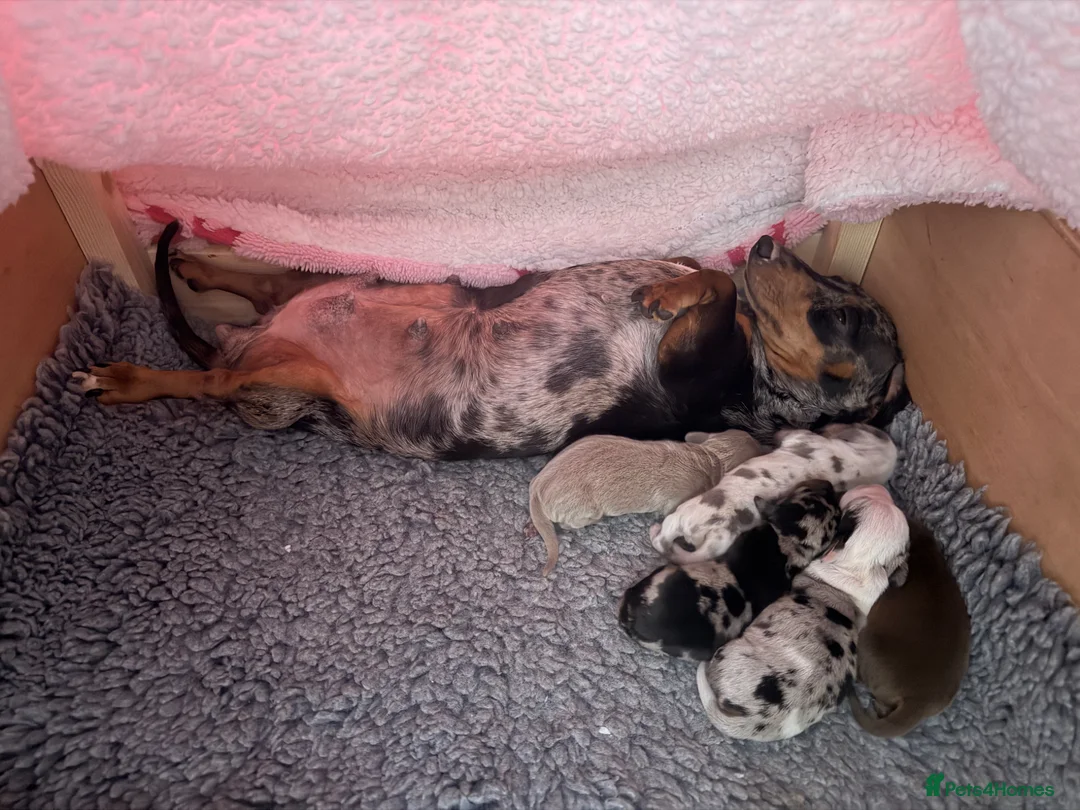 Miniature Dachshund dogs for sale: 5 beautiful miniature dachshunds  - Advert 2