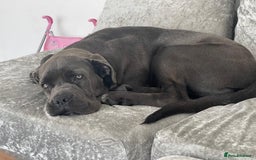Cane Corso dogs for sale: 11 months old Cane corso for sale - Advert 1