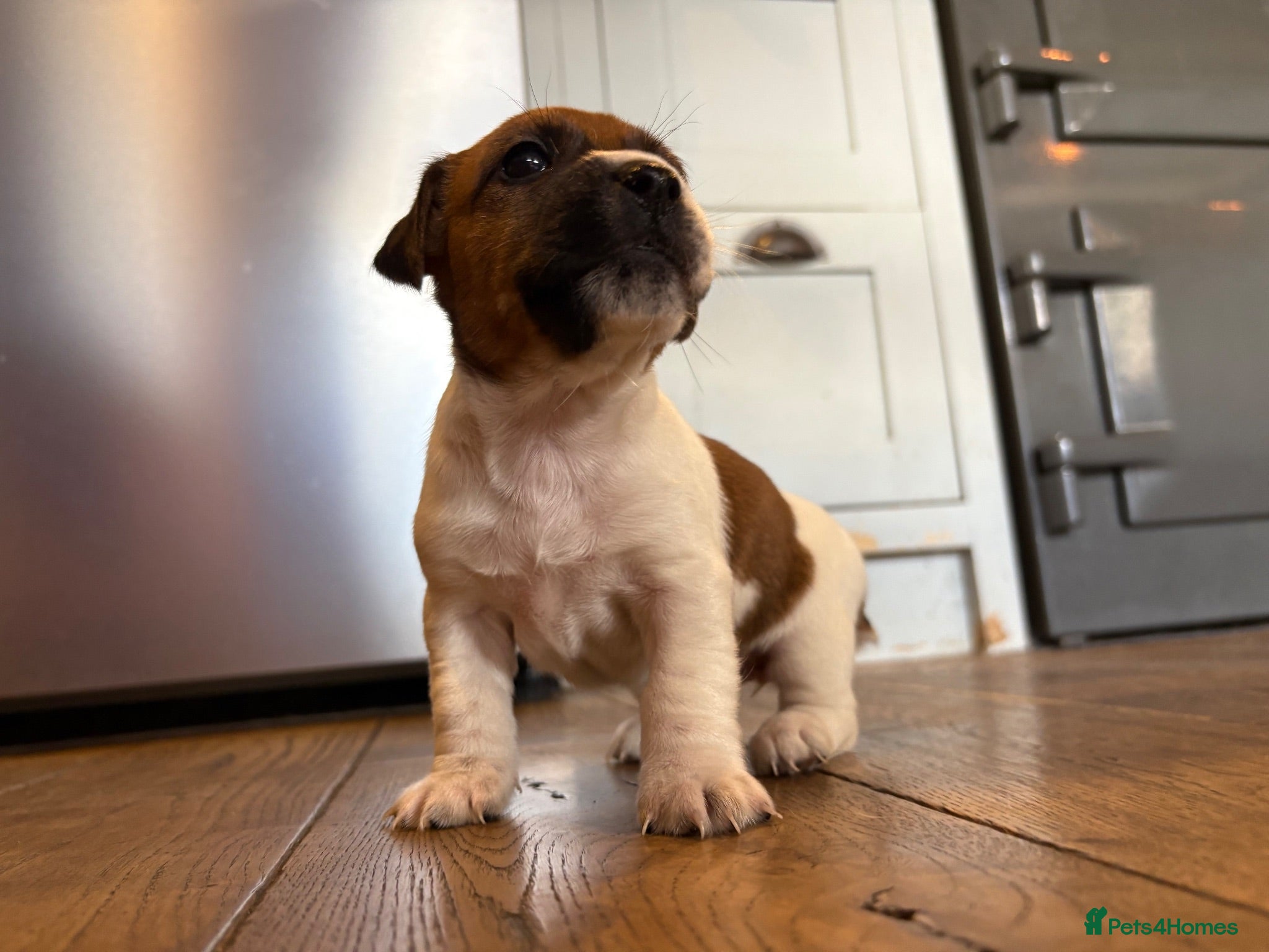 Jack Russell dogs Delightful Miniature Jack Russell Pups - Advert 1