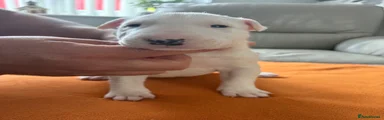 English Bull Terrier 1