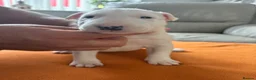 English Bull Terrier dogs for sale: beautiful KC registered bull terrier pups - Advert 3