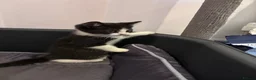 Mixed Breed cats for sale:  Adorable Kittens Looking for Their Forever Homes - Advert 14