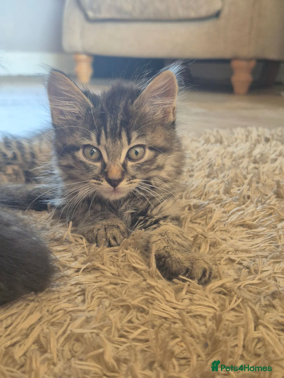 Mixed Breed cats for sale: Long hair tabby/main coon  - Advert 1