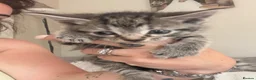 Mixed Breed cats for sale: 2 Beautiful grey striped kittens! - Advert 10