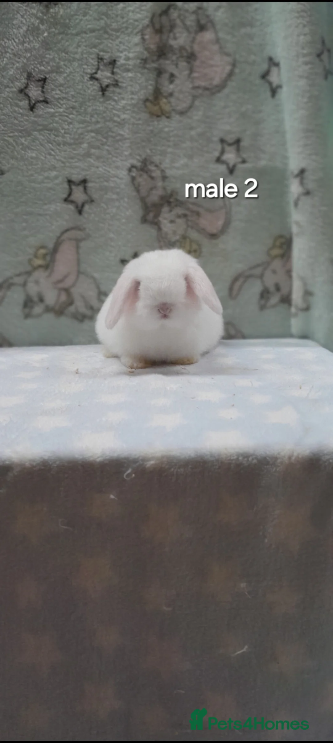 Mini Lop rabbits for sale: Superfriendly purebred mini lops - Advert 12