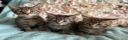 Maine Coon cats for sale: Maine Coon Cross Kittens  - Advert 6