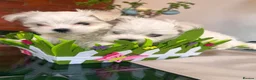 Maltese dogs for sale: Tiny Maltese Puppies From 2kg Parents - Advert 5