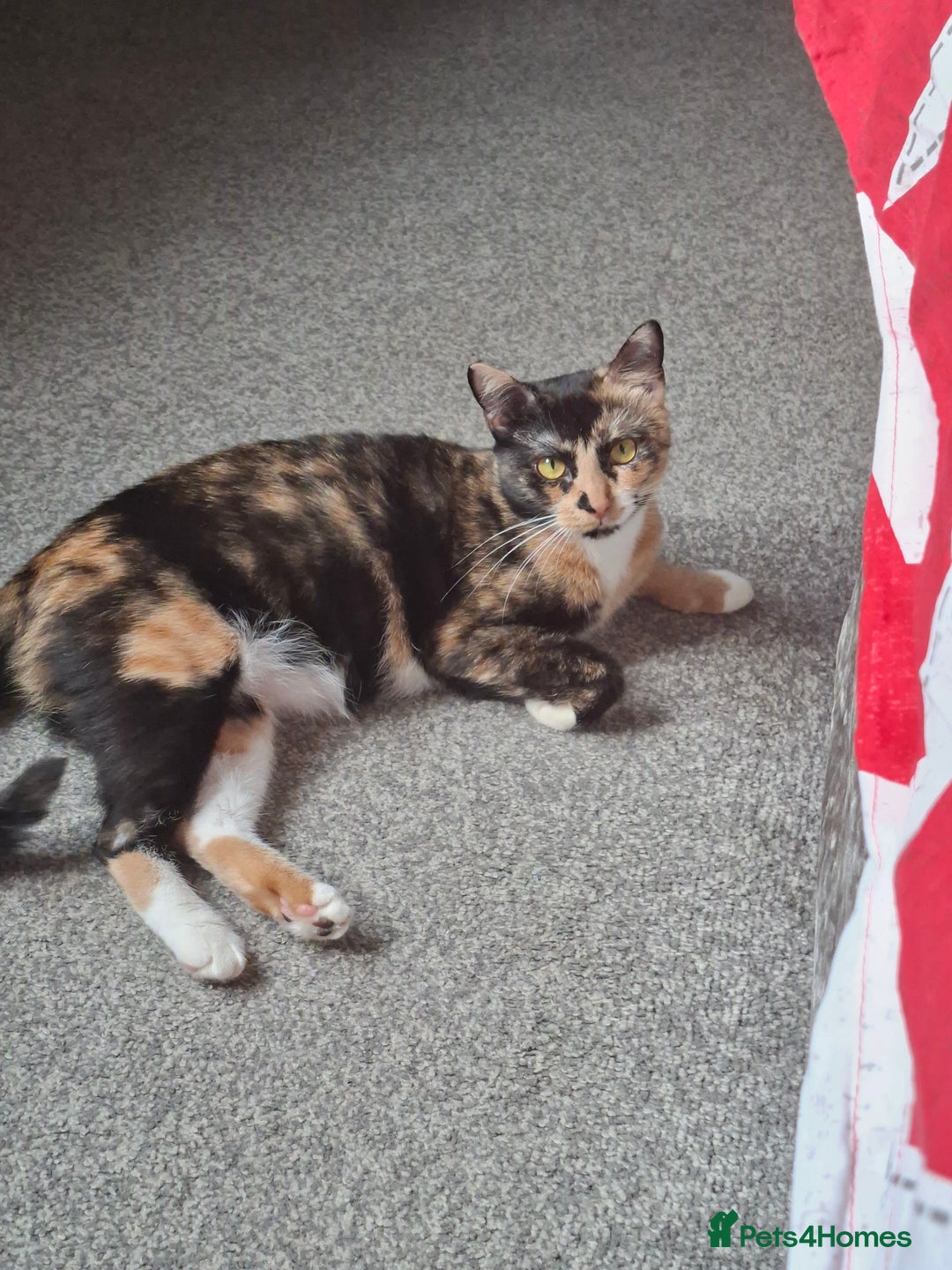 Domestic Shorthair cats for sale: Male and female - Advert 1