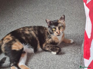 Domestic Shorthair cats Male and female - Advert 1