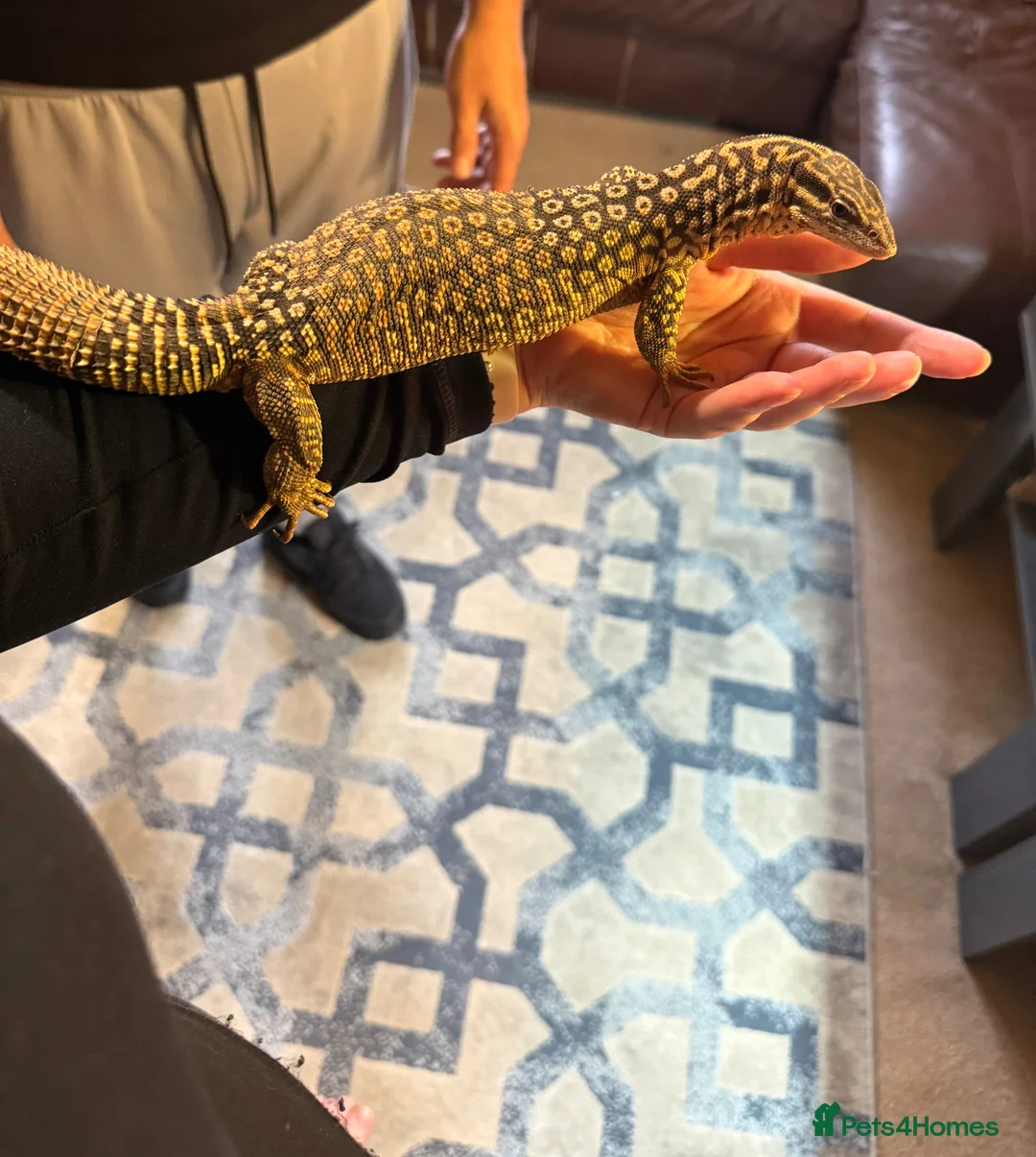 Monitor reptiles for sale: Baby Ackie Monitors - Advert 14