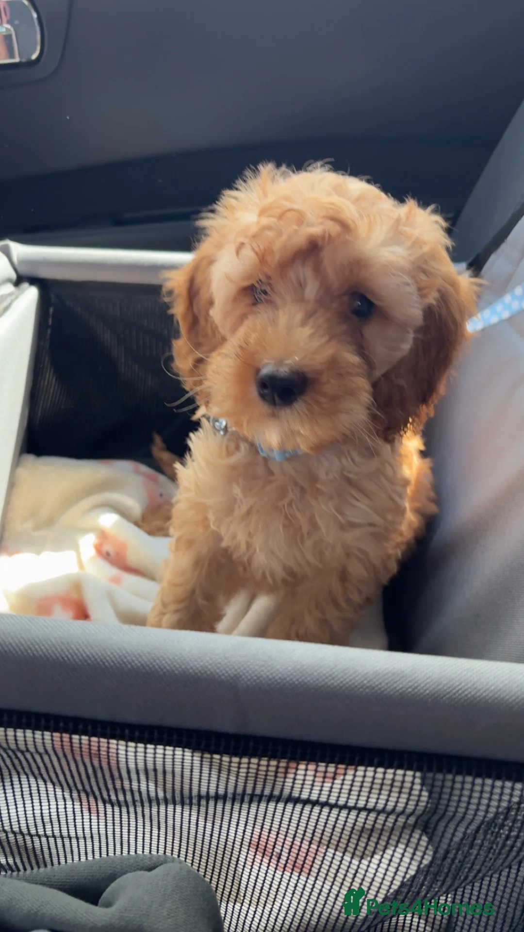 Cavapoo dogs for sale: ARLO the vavapoo in Chester-le-Street - Advert 1