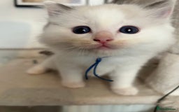 Ragdoll cats for sale: Adorable ragdoll kittens - Image 4