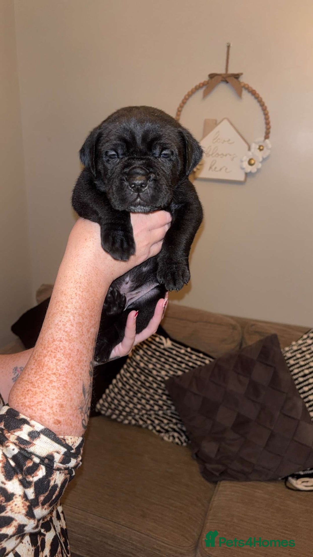 Cane Corso dogs for sale: Chunky cane corso boy pups - Advert 18