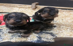 Dachshund dogs for sale: wirehaired dachshunds (teckels) - Image 32