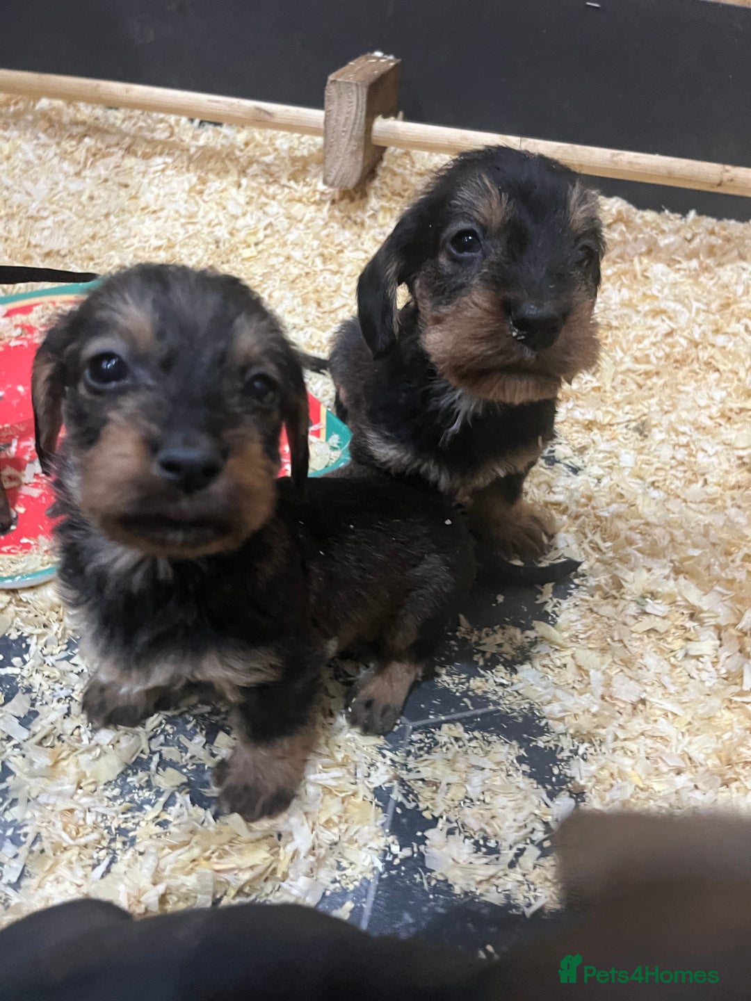 Dachshund dogs for sale: wirehaired dachshunds (teckels) - Image 32