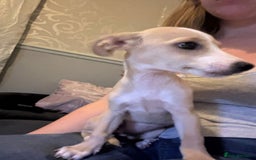 Mixed Breed dogs for sale: Dachshund crossed Jack Russell Chihuahua Puppies!  - Image 13