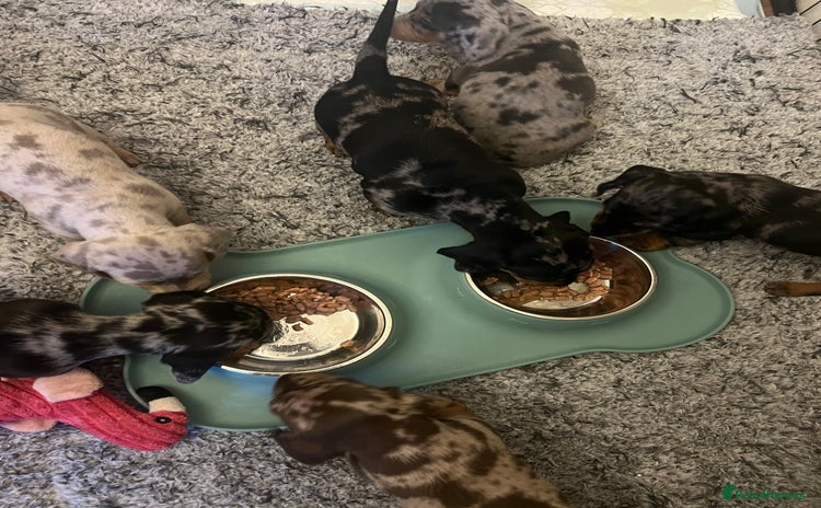 Dachshund dogs - Advert 10
