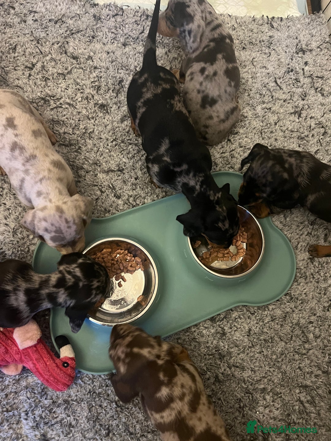 Dachshund dogs for sale: 6 beautiful dachshund puppies for sale - Image 1