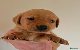Labrador Retriever dogs for sale: SUPER DARK FOX RED KC LAB PUPS HEALTH TESTED  - Image 8