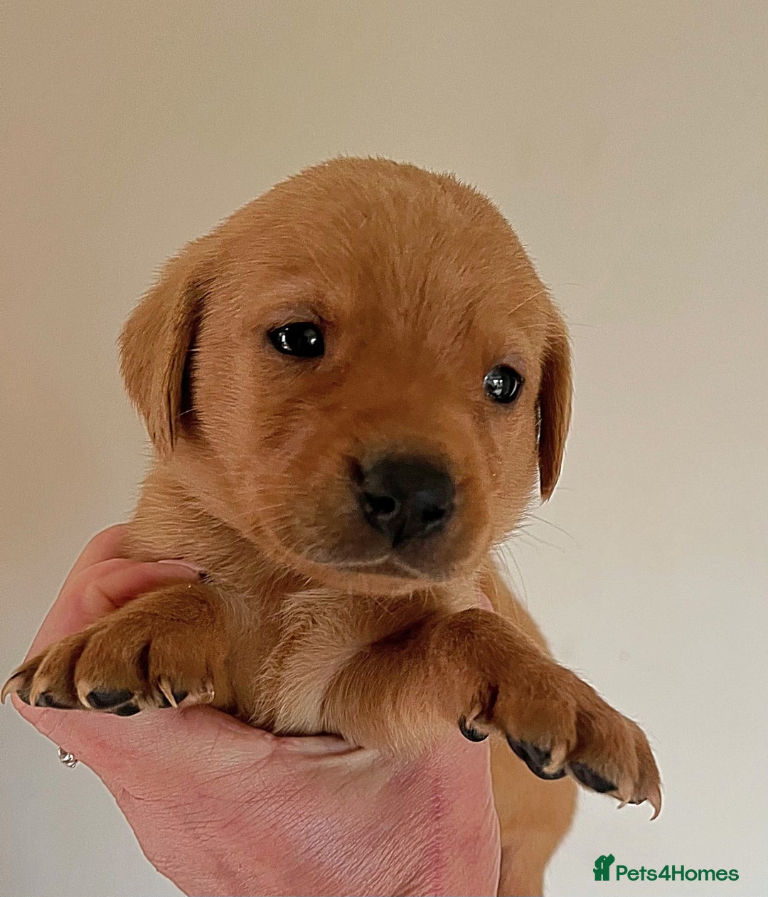 Labrador Retriever dogs for sale: SUPER DARK FOX RED KC LAB PUPS HEALTH TESTED  - Image 8