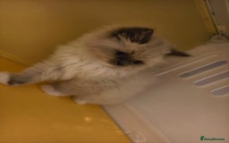 Ragdoll cats for sale: Beautiful Ragdoll Kittens Ready for Sale! - Advert 13