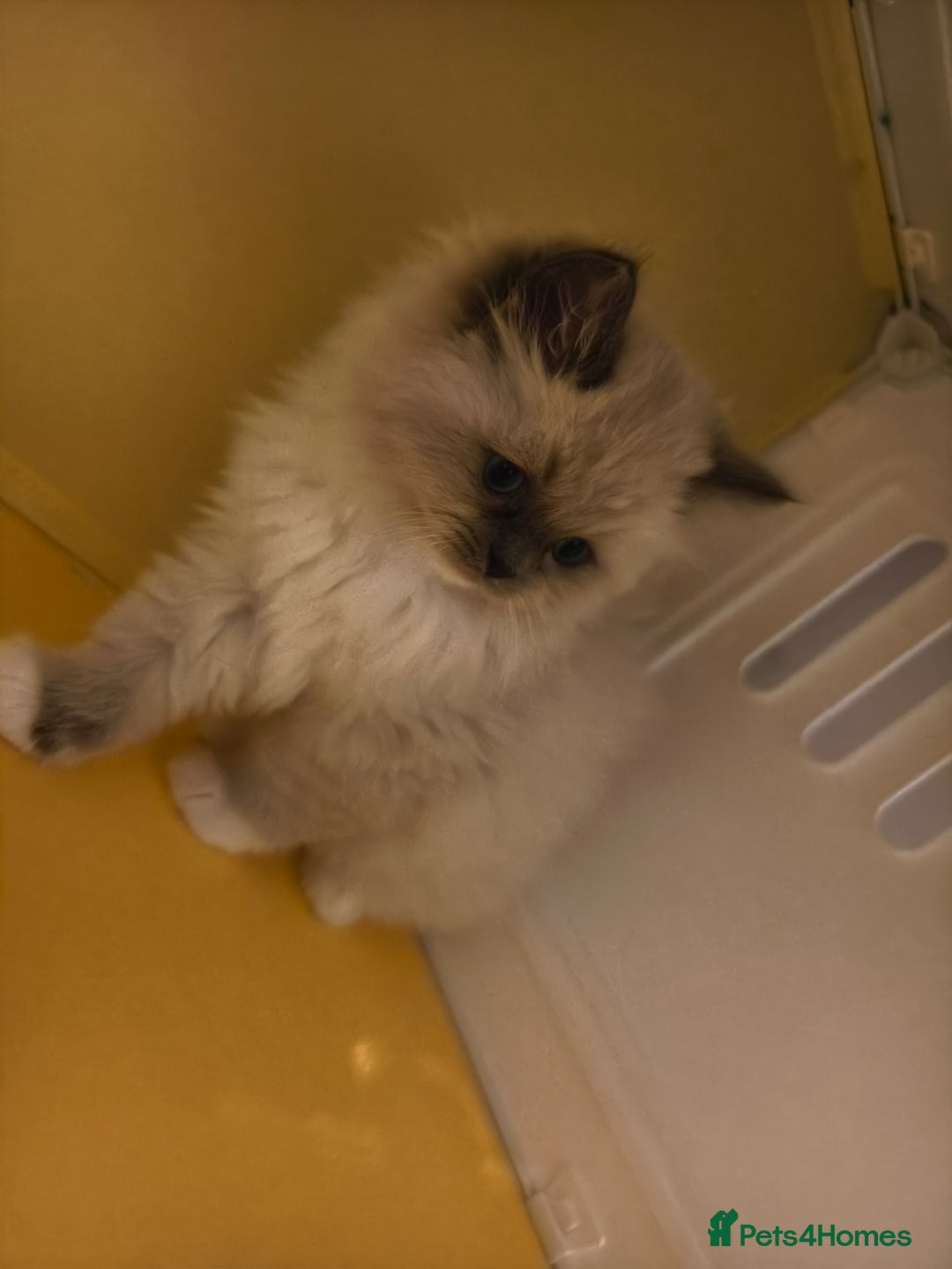 Ragdoll cats for sale: Beautiful Ragdoll Kittens Ready for Sale! - Advert 13