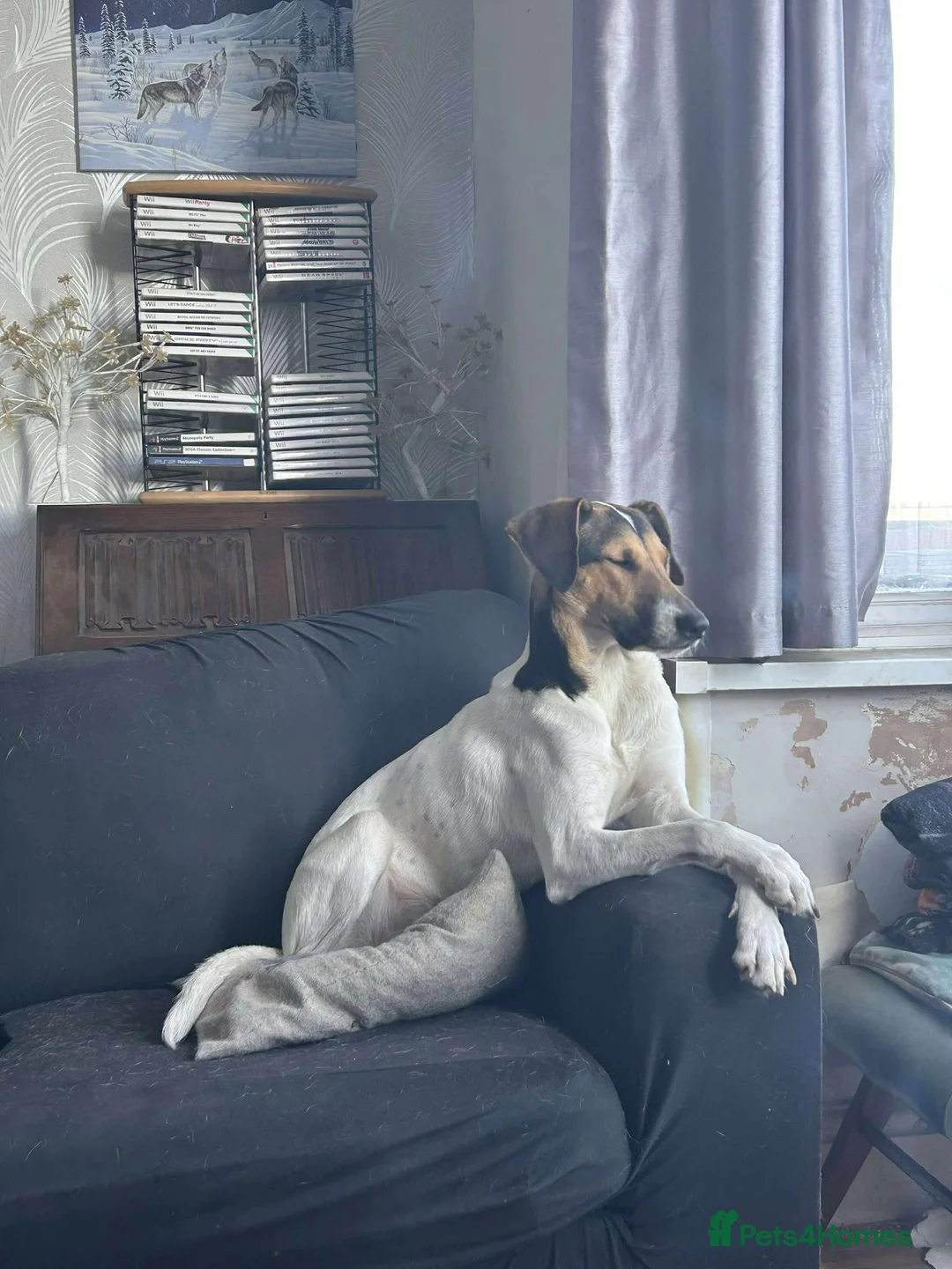 Mixed Breed dogs for adoption: Nora is looking for a loving forever home in Withernsea - Advert 24