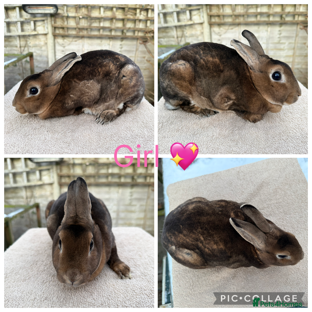 Rex rabbits for sale: Gorgeous Proven Breeding trio of mini Rex’s - Advert 1