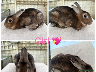 Rex rabbits Gorgeous Proven Breeding trio of mini Rex’s - Advert 16