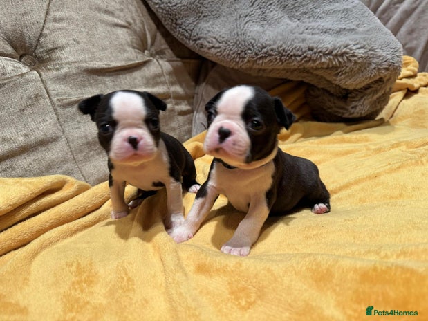 Boston Terrier dogs Beautiful Boston Terrier puppies - Advert 8