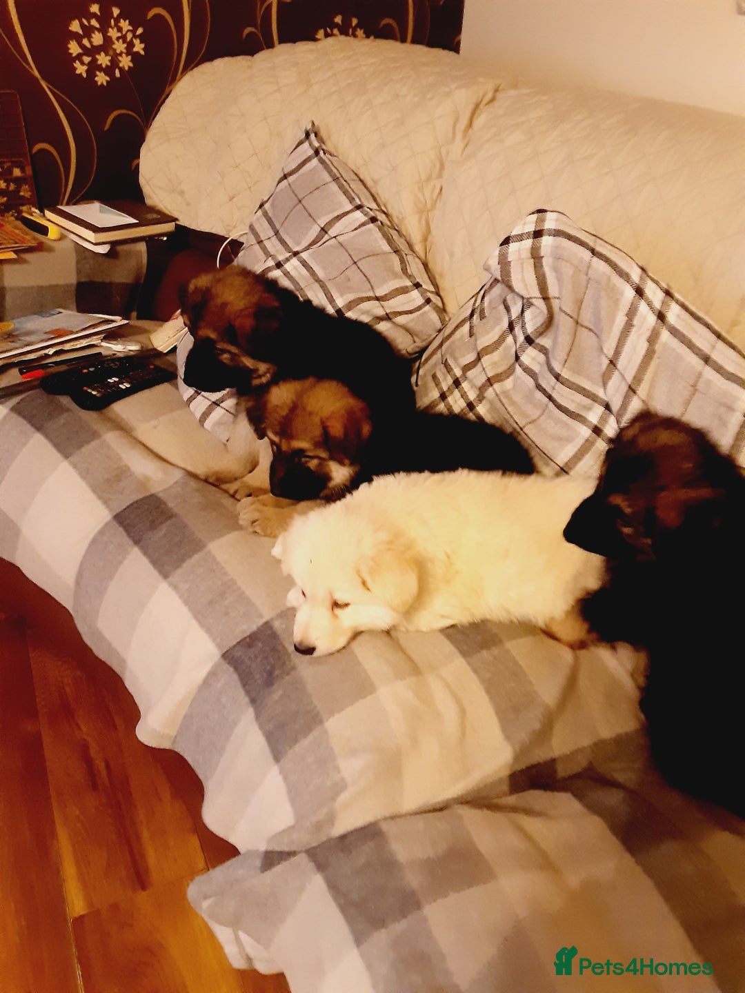 German Shepherd dogs for sale: Long haired German Shepherd pups - Advert 8