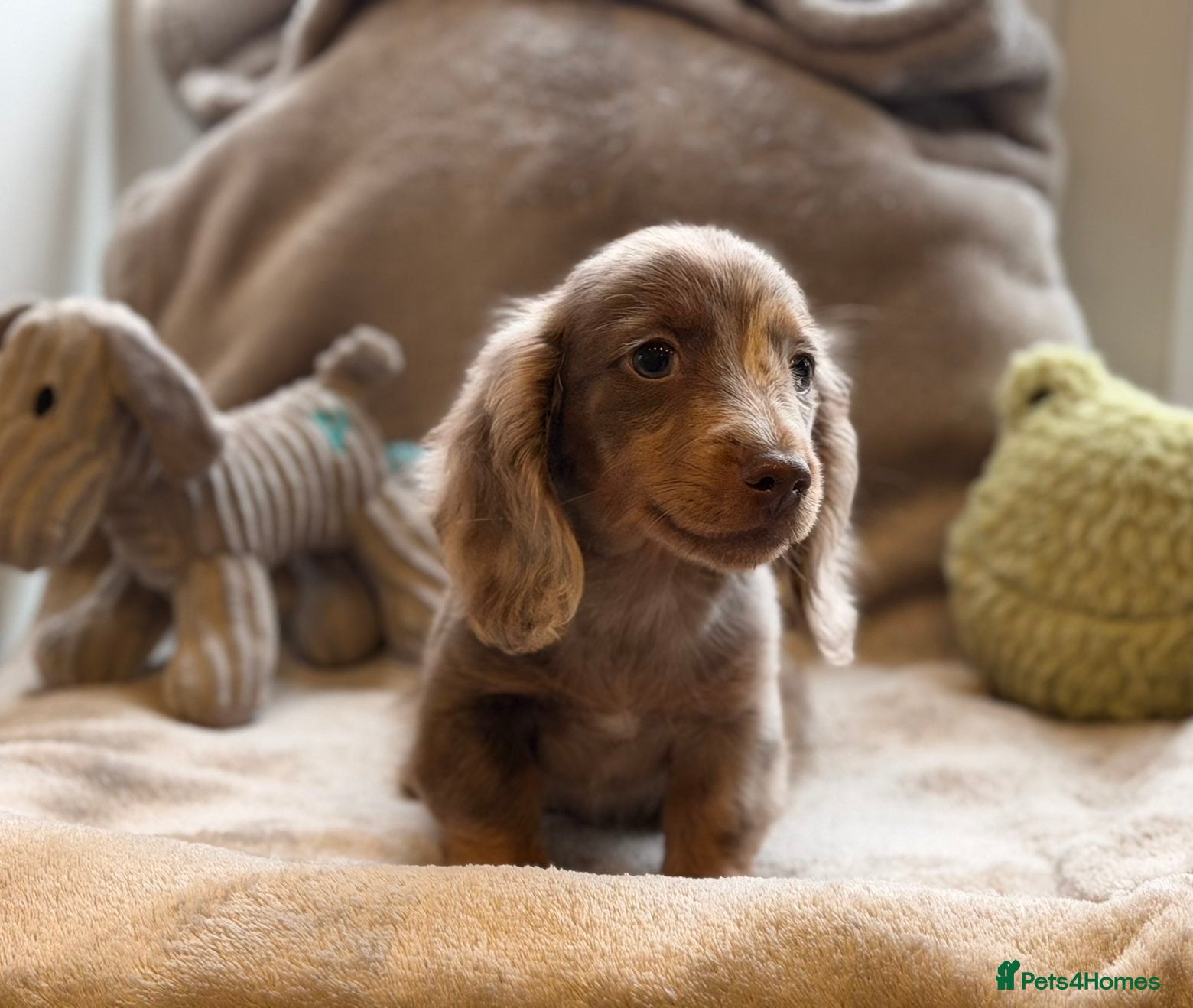 Miniature Dachshund dogs Long haired dachshund puppie - Advert 14
