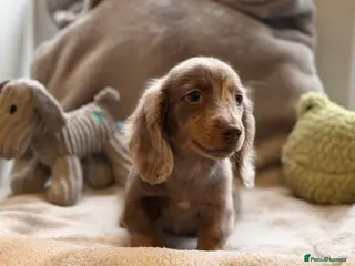 Miniature Dachshund dogs Long haired dachshund puppie - Advert 2