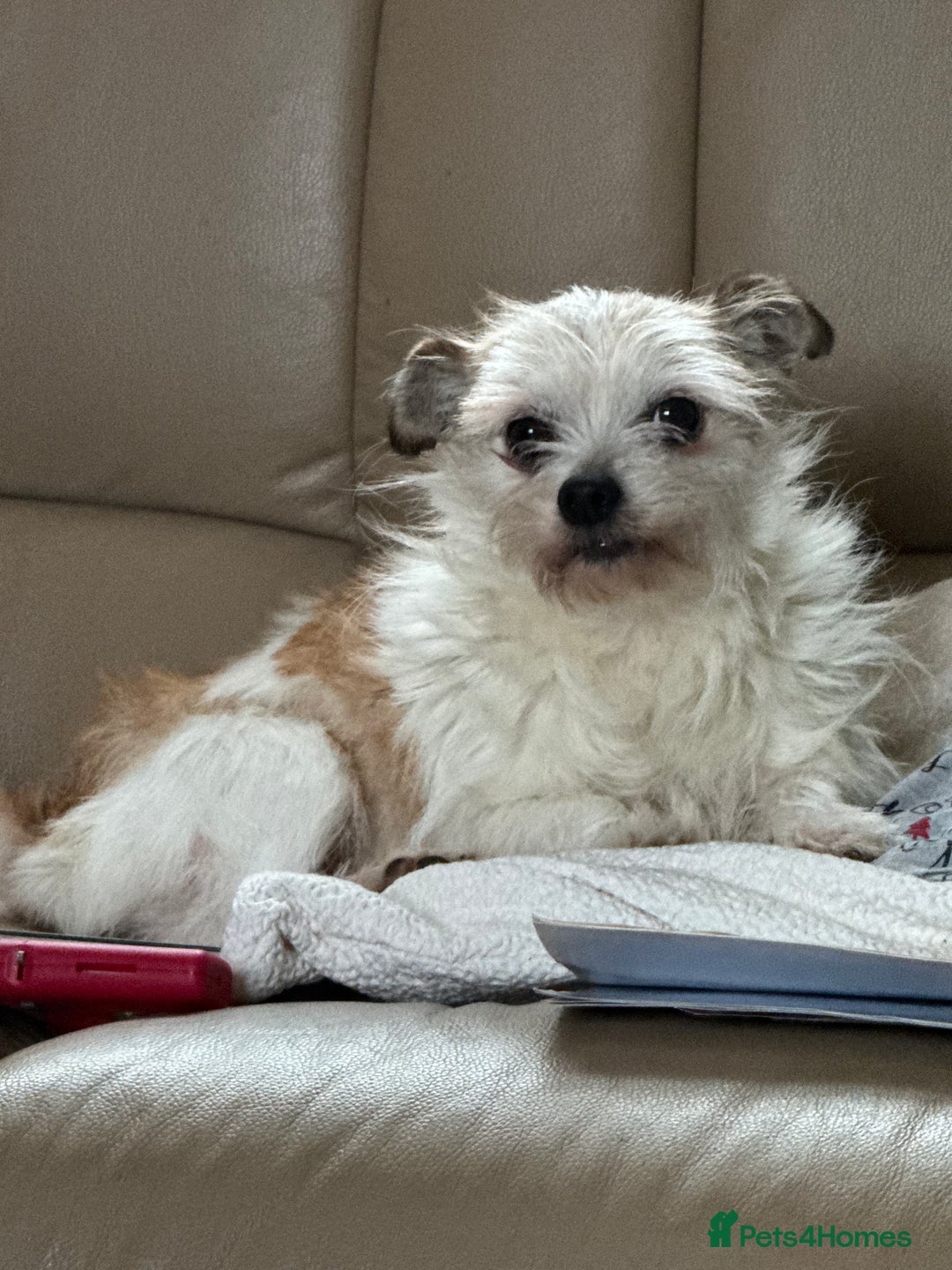 Mixed Breed dogs for sale: Missy - Image 1