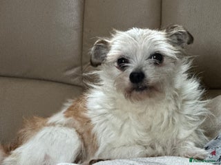 Mixed Breed dogs - Advert 33