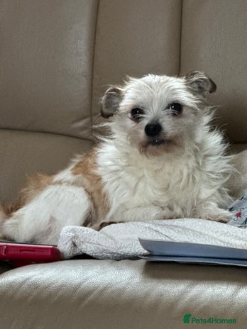 Mixed Breed dogs - Advert 3