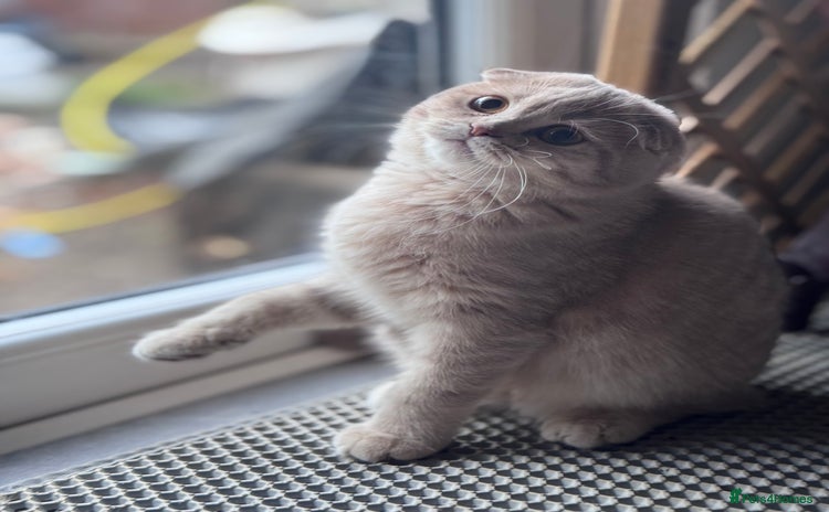 Scottish Fold cats in Croydon - Advert 13