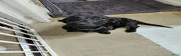Doxiepoo dogs for sale: 6 month old pup - Advert 1