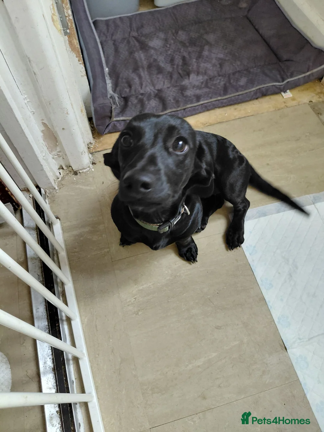 Doxiepoo dogs for sale: 6 month old pup - Advert 1