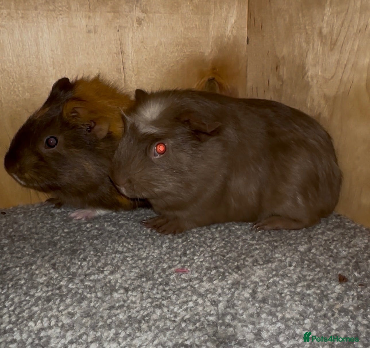Guinea Pig rodents Two male guinea pigs  - Advert 15