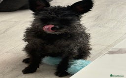 Pomapoo dogs for sale: POMPO0 - Image 3