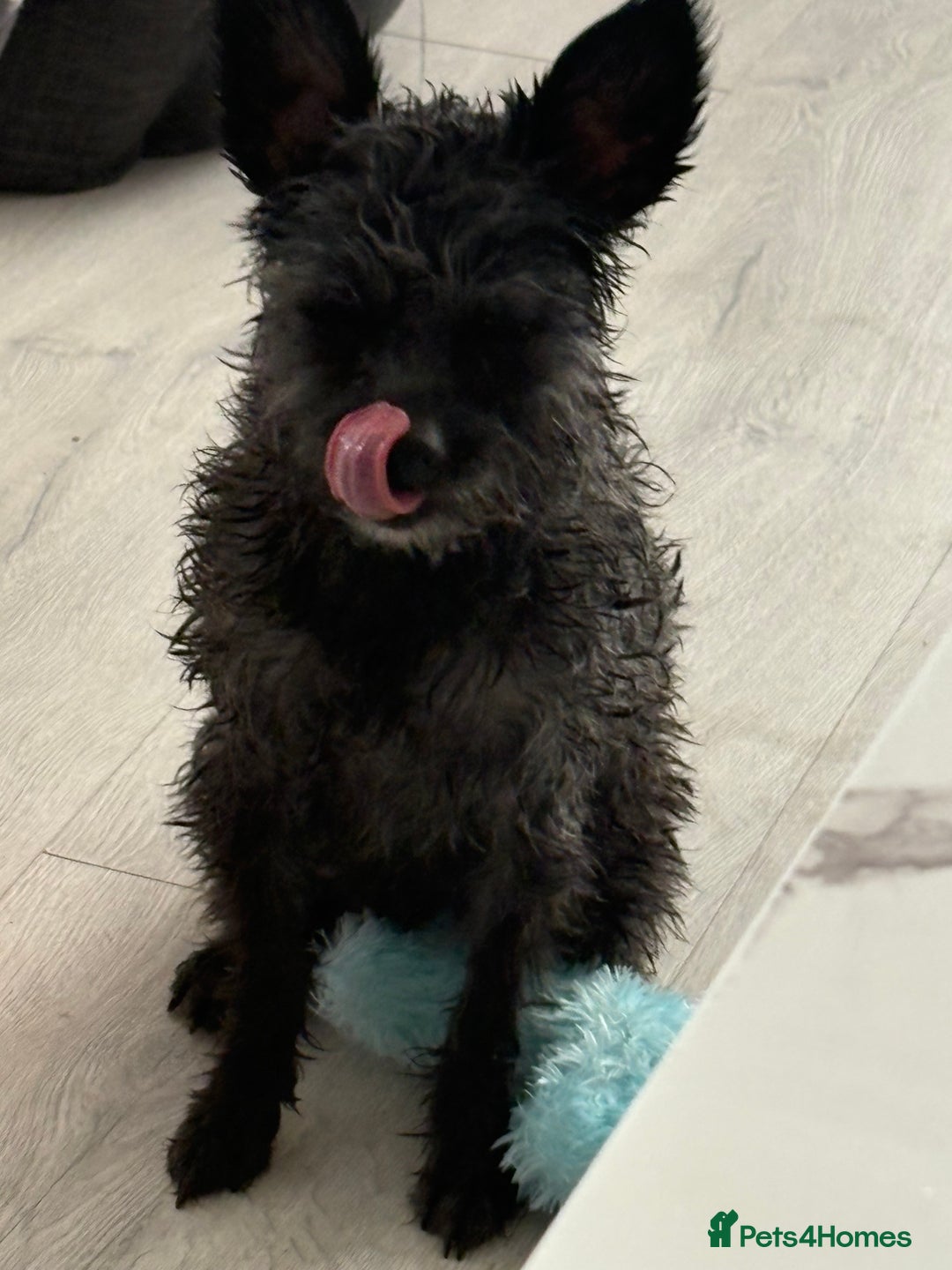 Pomapoo dogs for sale: POMPO0 - Image 3