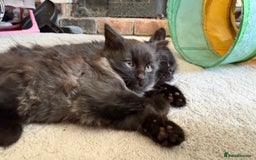 Mixed Breed cats for sale: Beautiful Maine Coon cross kittens - Image 6