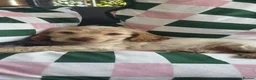Cocker Spaniel dogs for sale: Male lemon roan show cocker puppy  - Advert 11