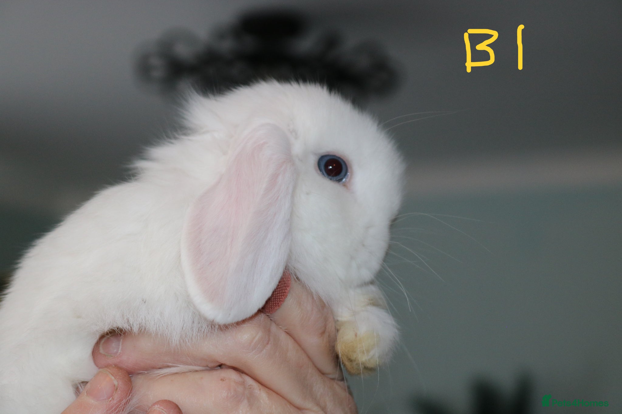 Mini Lop rabbits Mini Lop Babies - 1 buck left - Advert 2