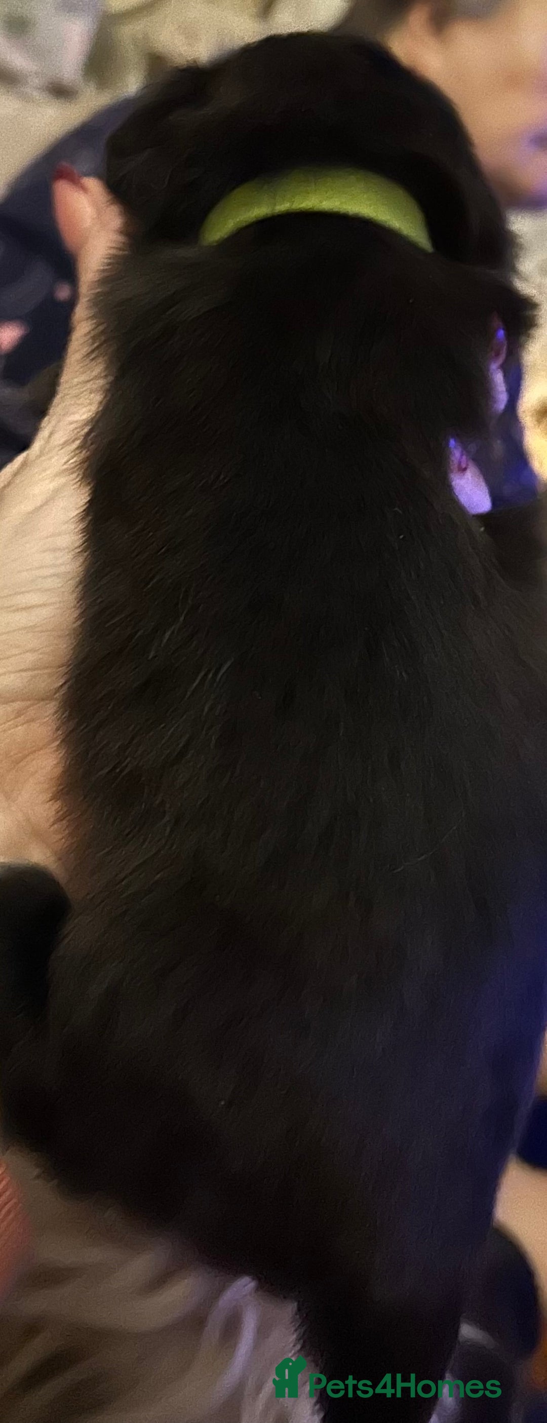 Shih Tzu dogs for sale: Beautiful shih tzu pups for sale  - Advert 6